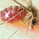 One of the species of sandfly that spreads leishmaniasis in North and South America, Lutzomyia longipalpis.